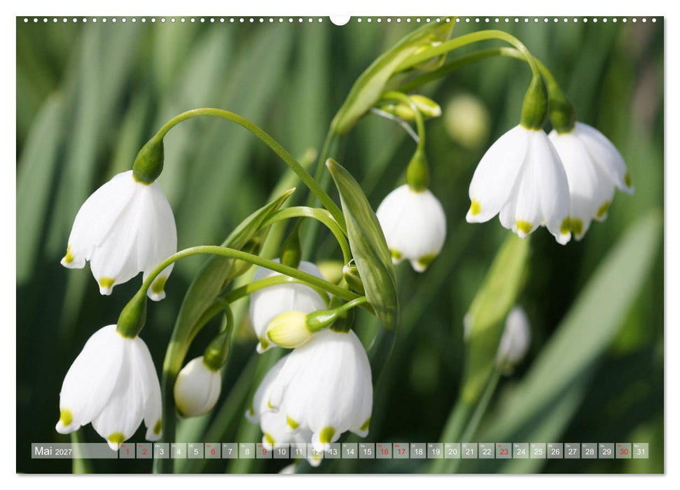 Wunderschöne Wildblumen (CALVENDO Wandkalender 2027)