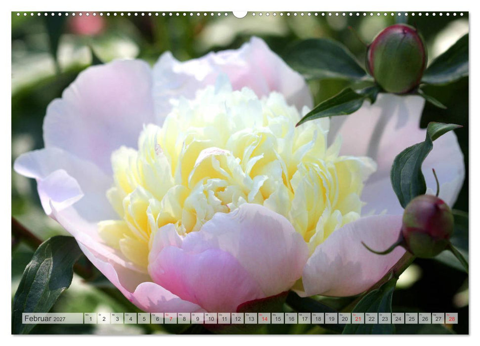 PFINGSTROSEN Rosen ohne Dornen (CALVENDO Premium Wandkalender 2027)