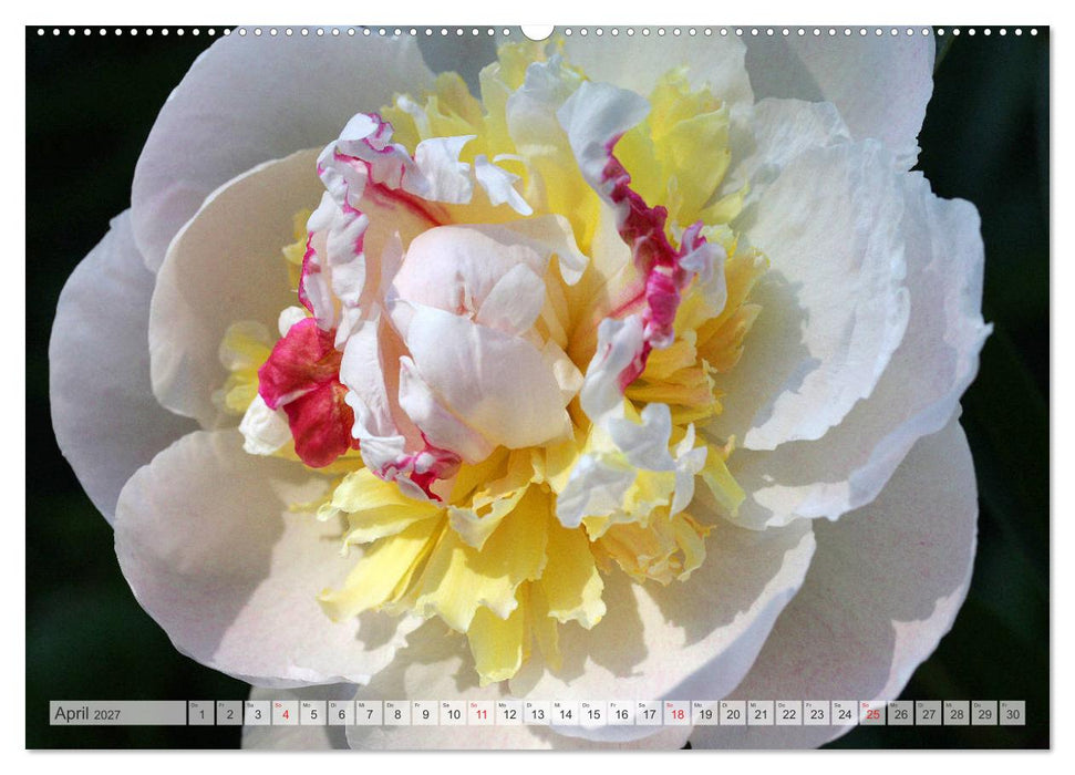 PFINGSTROSEN Rosen ohne Dornen (CALVENDO Premium Wandkalender 2027)