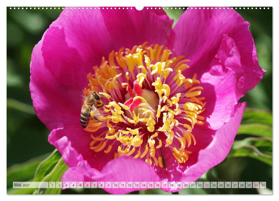 PFINGSTROSEN Rosen ohne Dornen (CALVENDO Premium Wandkalender 2027)