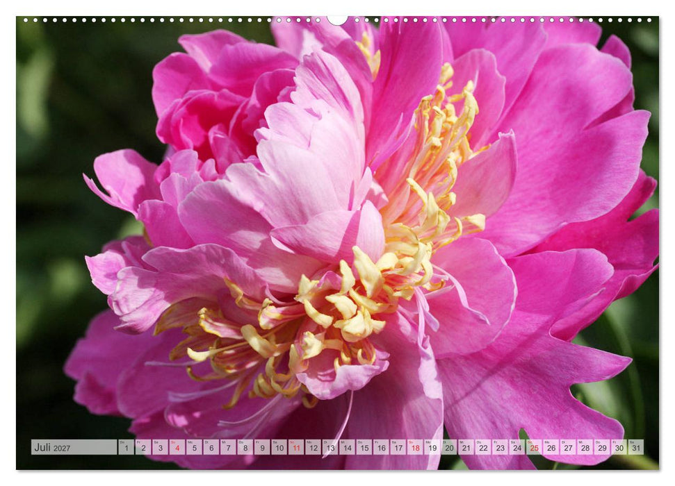 PFINGSTROSEN Rosen ohne Dornen (CALVENDO Premium Wandkalender 2027)