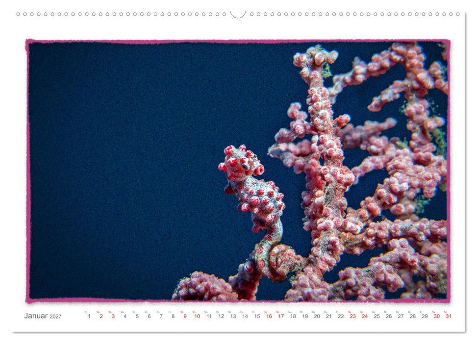 Pygmäenseepferdchen, kleines Pferd ganz groß (CALVENDO Premium Wandkalender 2027)