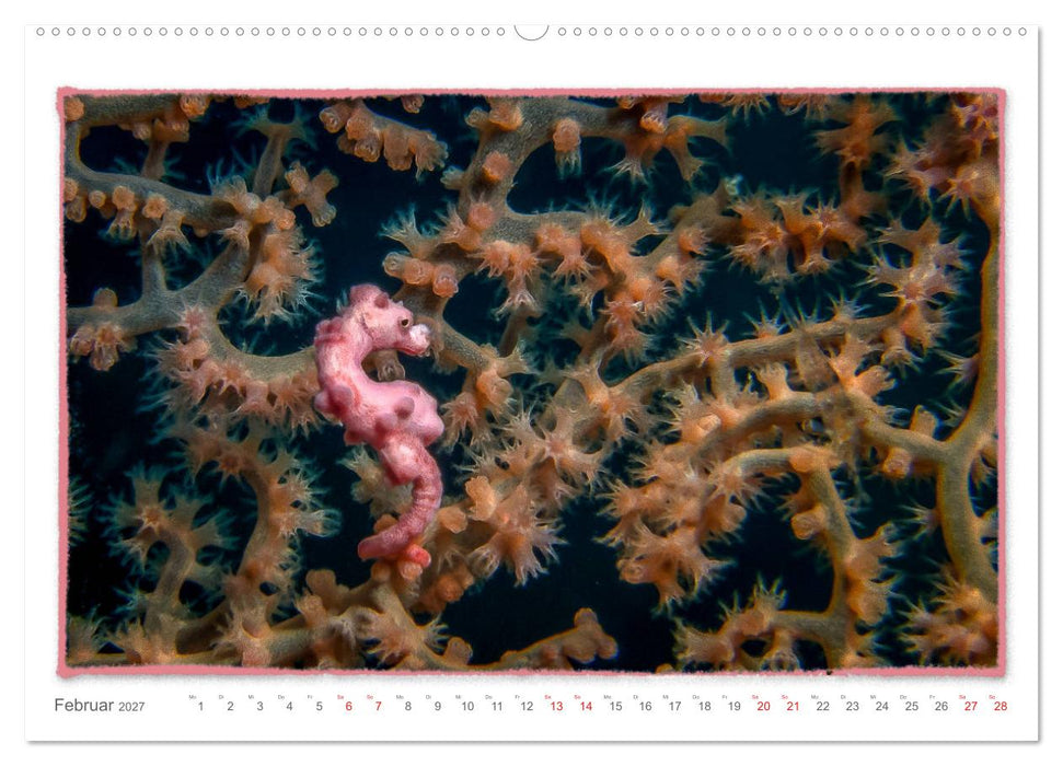Pygmäenseepferdchen, kleines Pferd ganz groß (CALVENDO Premium Wandkalender 2027)