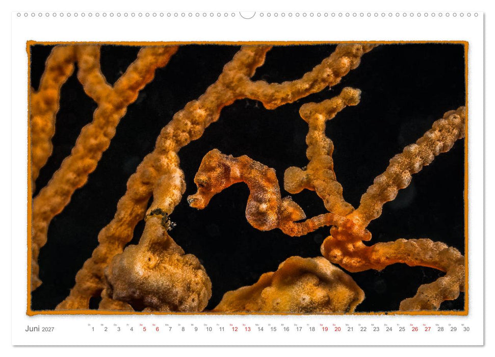Pygmäenseepferdchen, kleines Pferd ganz groß (CALVENDO Premium Wandkalender 2027)