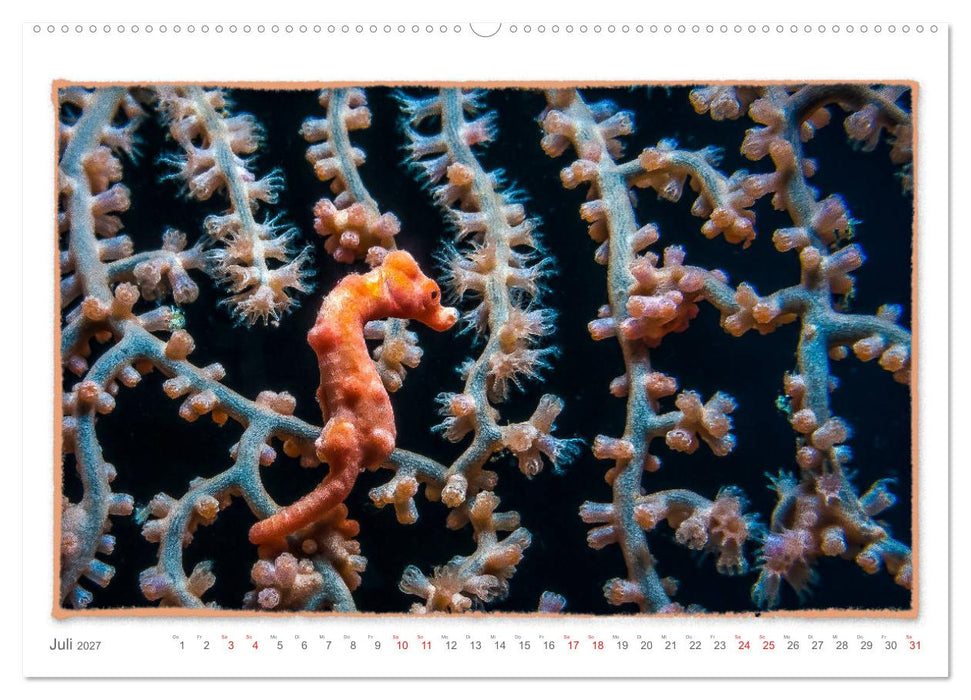 Pygmäenseepferdchen, kleines Pferd ganz groß (CALVENDO Premium Wandkalender 2027)