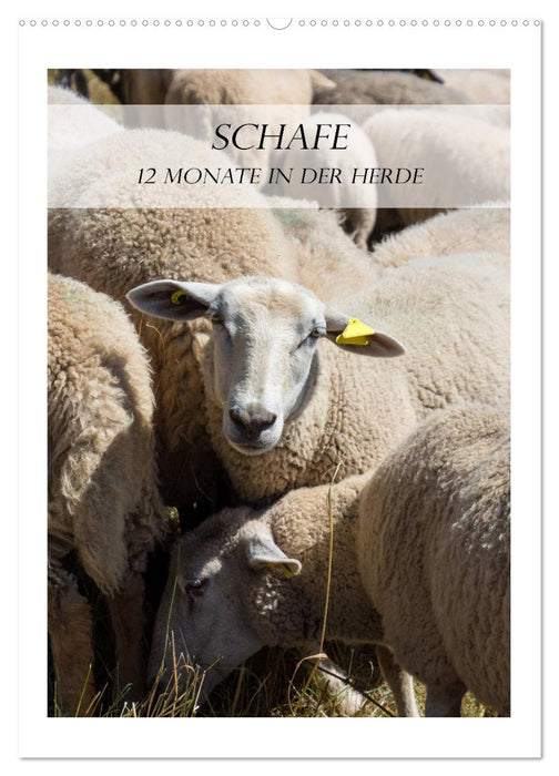 Schafe - 12 Monate in der Herde (CALVENDO Wandkalender 2027)