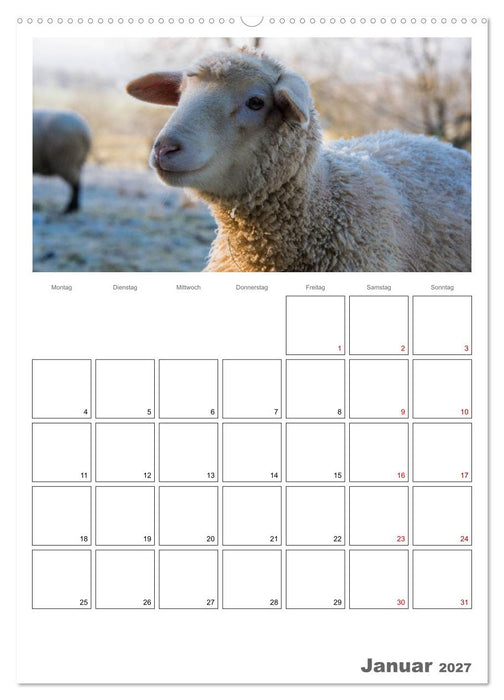 Schafe - 12 Monate in der Herde (CALVENDO Wandkalender 2027)