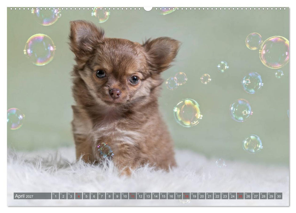Chihuahua-Babys - Amy und Angel im Studio (CALVENDO Wandkalender 2027)