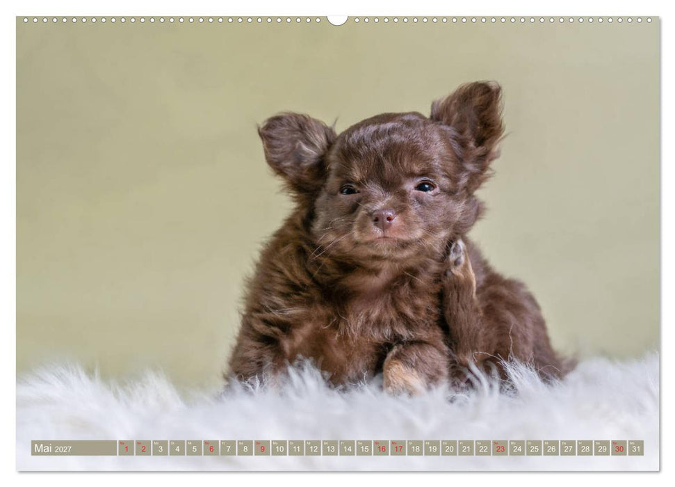 Chihuahua-Babys - Amy und Angel im Studio (CALVENDO Wandkalender 2027)