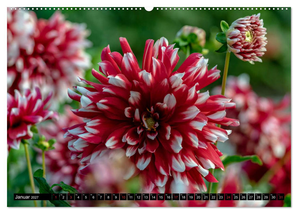 Dahlien - Blumenwunder der Natur (CALVENDO Wandkalender 2027)