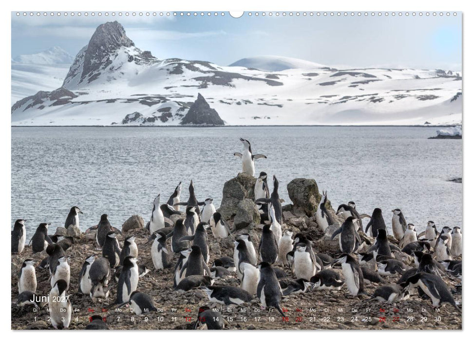 Antarktis, die eisige Heimat der Pinguine (CALVENDO Wandkalender 2027)