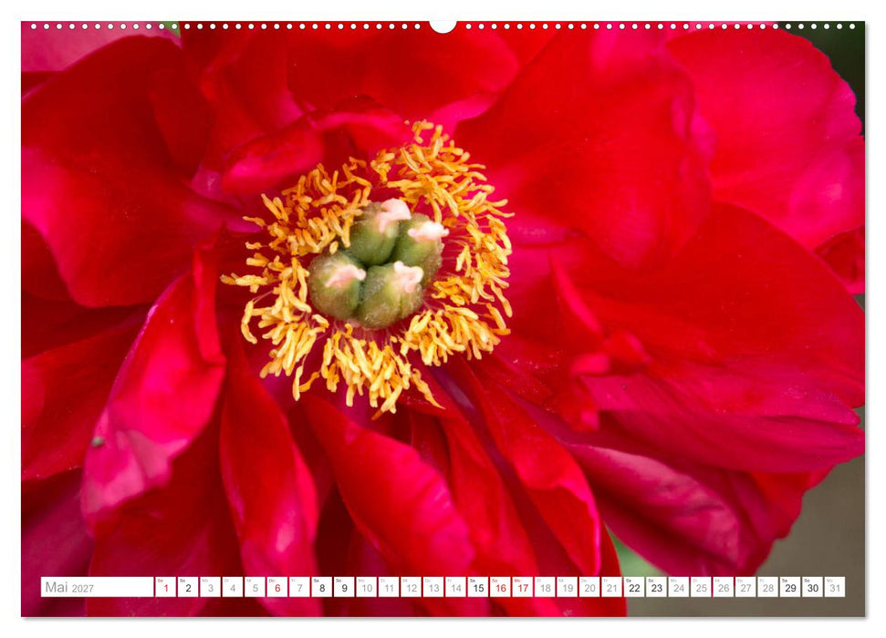 Pfingstrosentraum (CALVENDO Wandkalender 2027)