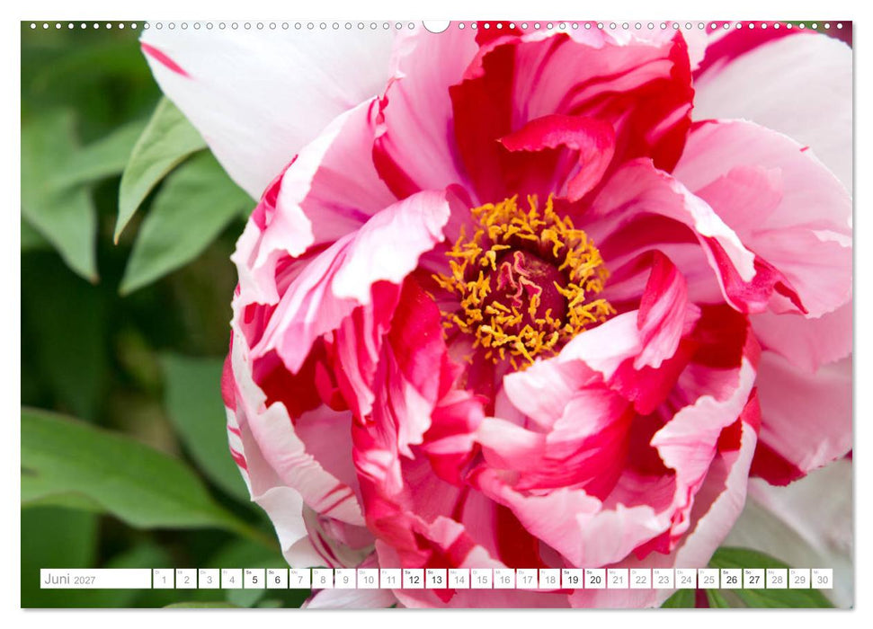 Pfingstrosentraum (CALVENDO Wandkalender 2027)