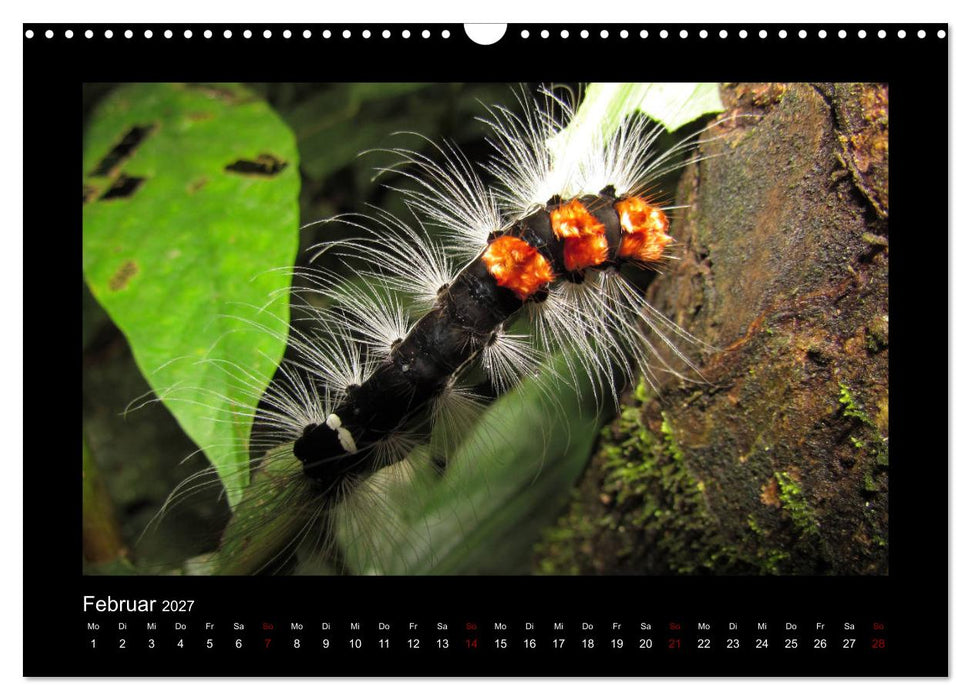 SUMATRA Abenteuer Regenwald (CALVENDO Wandkalender 2027)