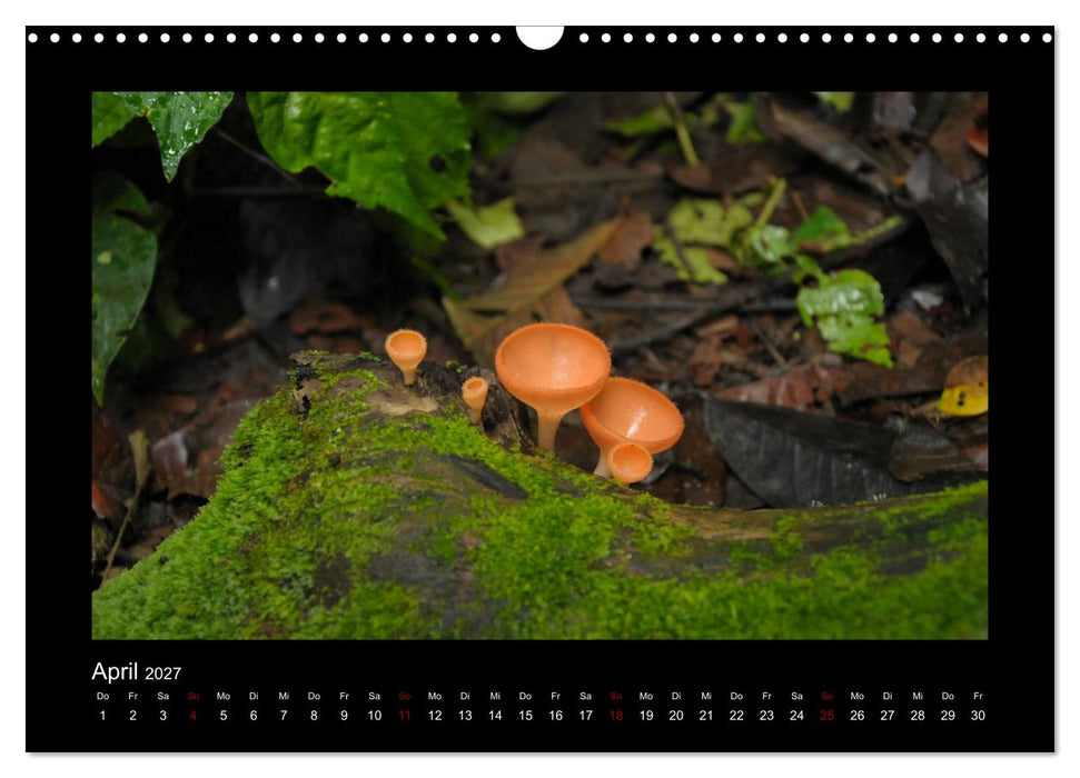 SUMATRA Abenteuer Regenwald (CALVENDO Wandkalender 2027)