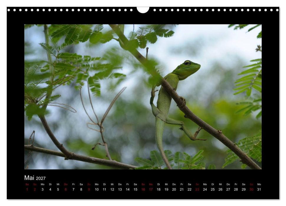 SUMATRA Abenteuer Regenwald (CALVENDO Wandkalender 2027)
