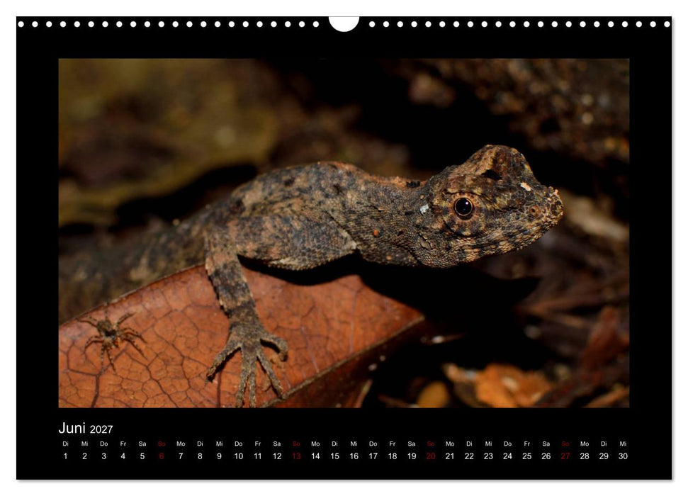 SUMATRA Abenteuer Regenwald (CALVENDO Wandkalender 2027)