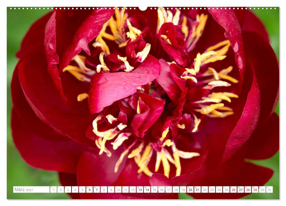Pfingstrosentraum (CALVENDO Premium Wandkalender 2027)