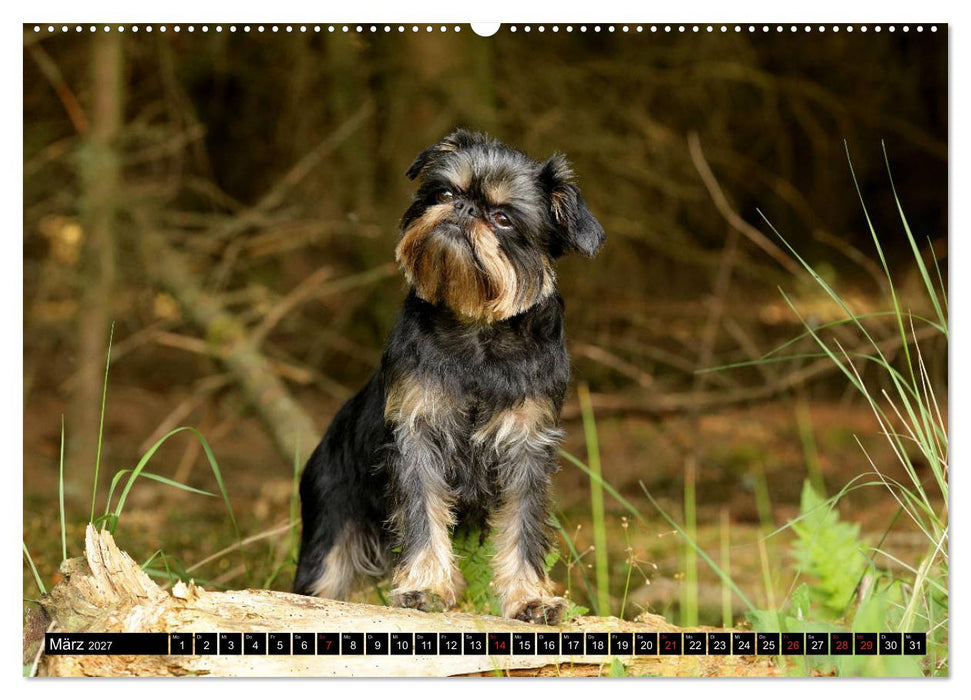 Zwerggriffons 2027 (CALVENDO Premium Wandkalender 2027)
