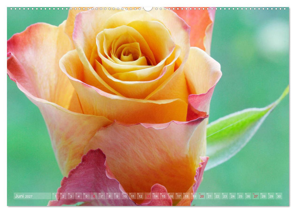 Stolze Rosen (CALVENDO Wandkalender 2027)