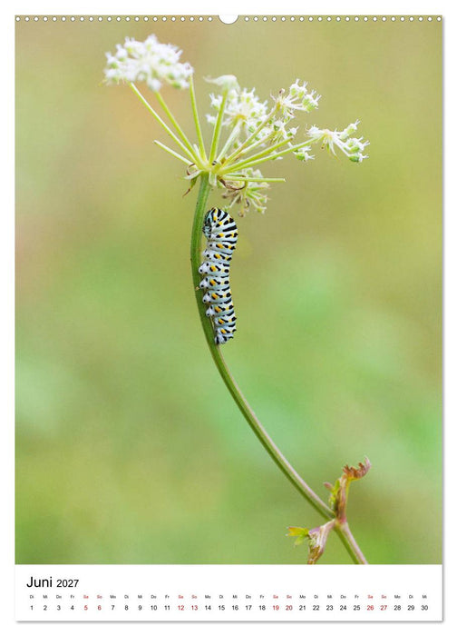 Insekten,Schönheiten der Natur (CALVENDO Wandkalender 2027)