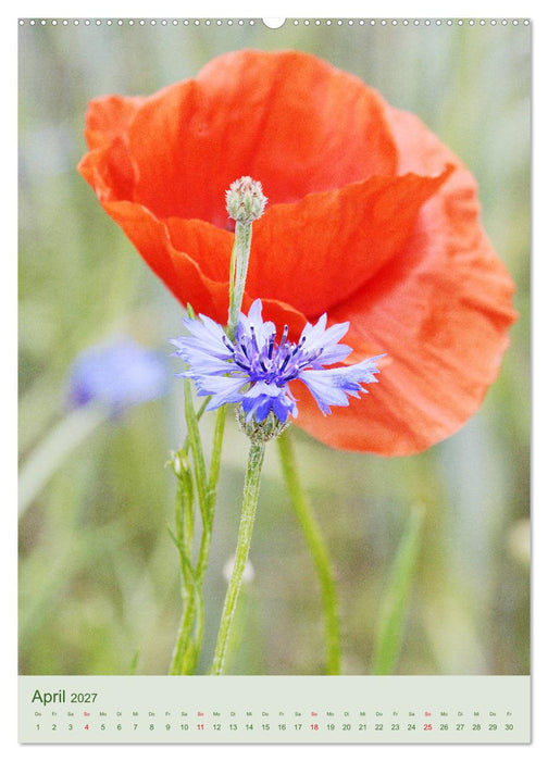Mohn im Feld (CALVENDO Premium Wandkalender 2027)