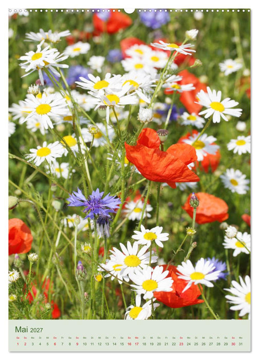Mohn im Feld (CALVENDO Premium Wandkalender 2027)