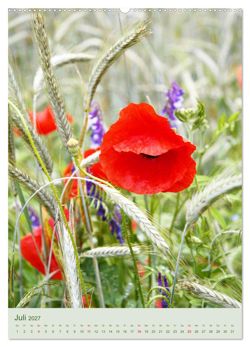 Mohn im Feld (CALVENDO Premium Wandkalender 2027)