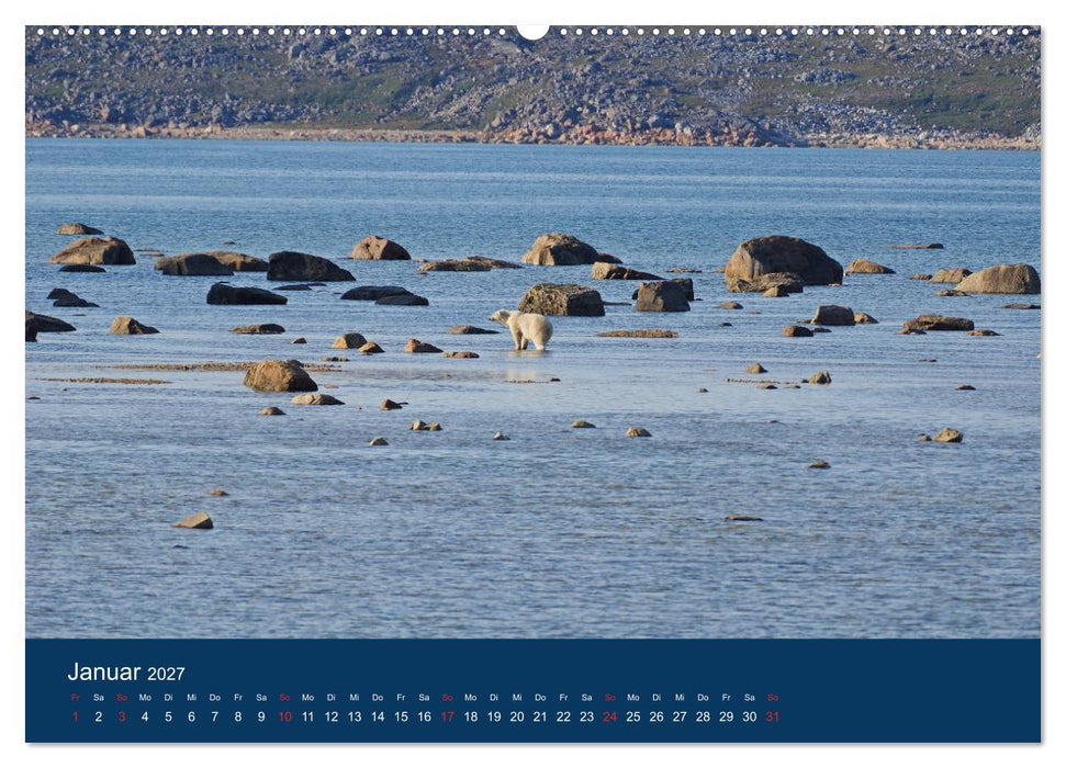 Das Leben der etwas "anderen" Eisbären! (CALVENDO Wandkalender 2027)