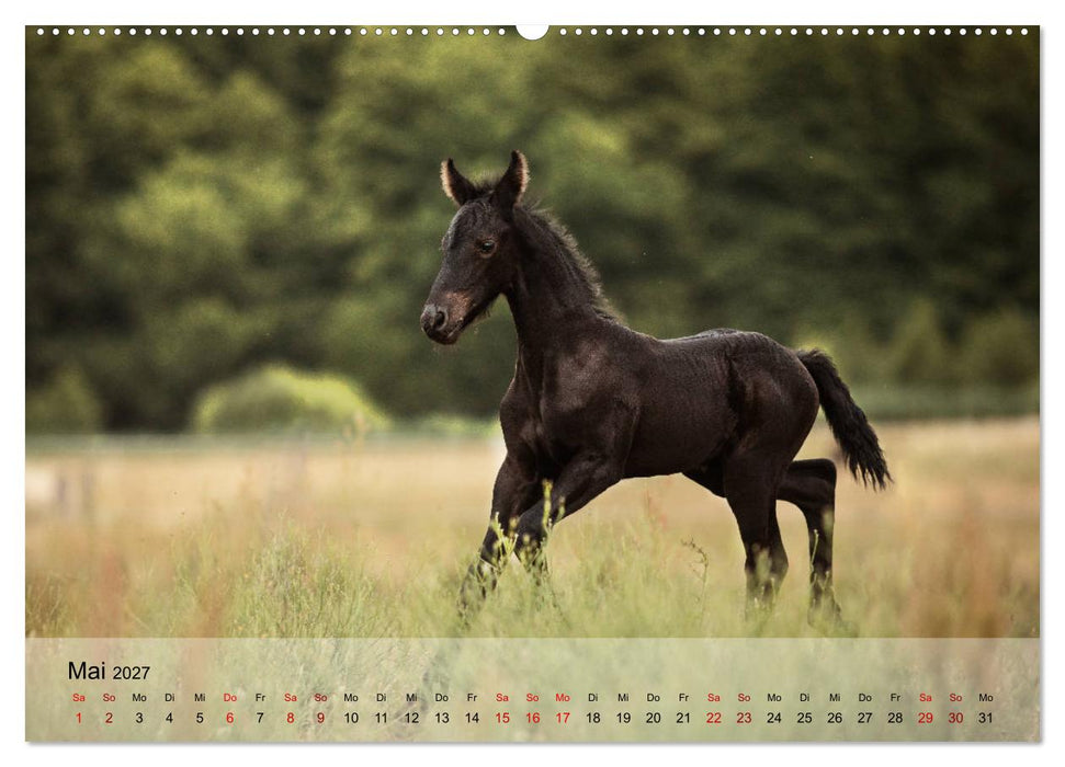 Pferdezauber 2027 (CALVENDO Wandkalender 2027)