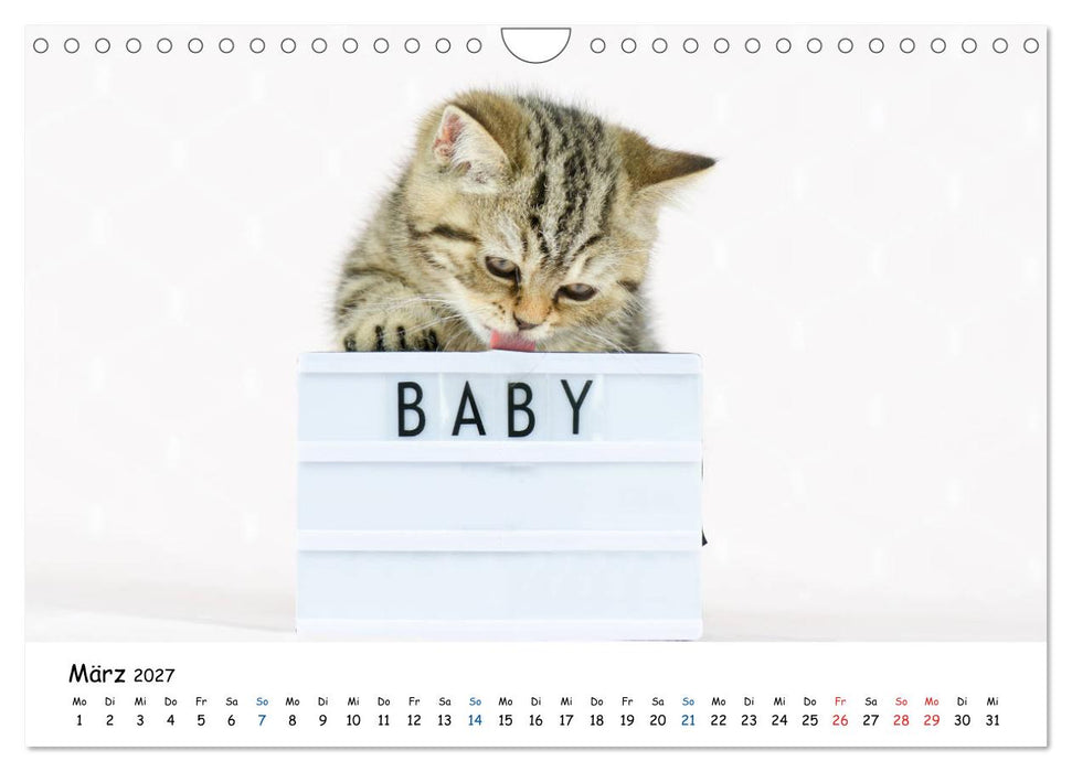 Tierkinder ganz frech (CALVENDO Wandkalender 2027)