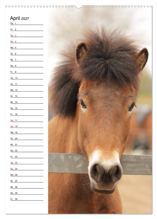Isländer im Portrait (CALVENDO Premium Wandkalender 2027)