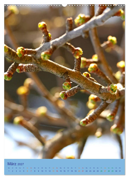 Ginkgo (CALVENDO Premium Wandkalender 2027)
