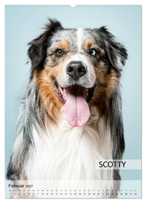 Hundekalender - Hunderassen im Portrait (CALVENDO Wandkalender 2027)