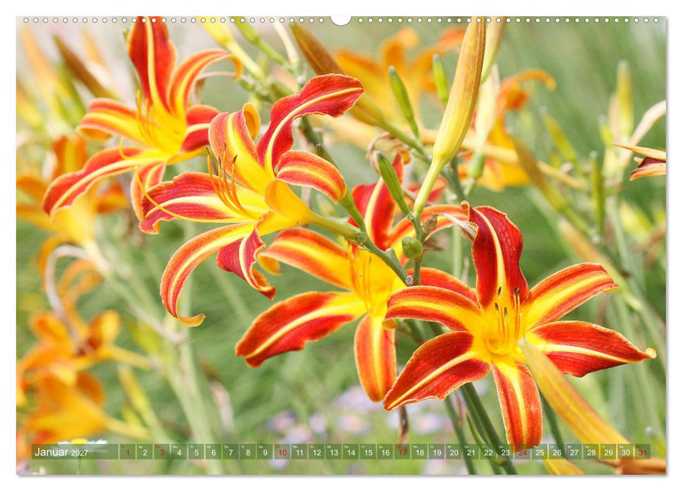 Taglilien im Garten (CALVENDO Wandkalender 2027)