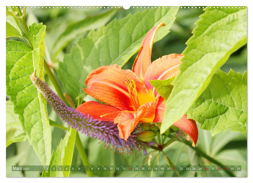Taglilien im Garten (CALVENDO Wandkalender 2027)