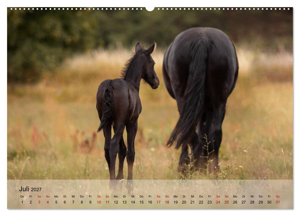 Pferdezauber 2027 (CALVENDO Premium Wandkalender 2027)