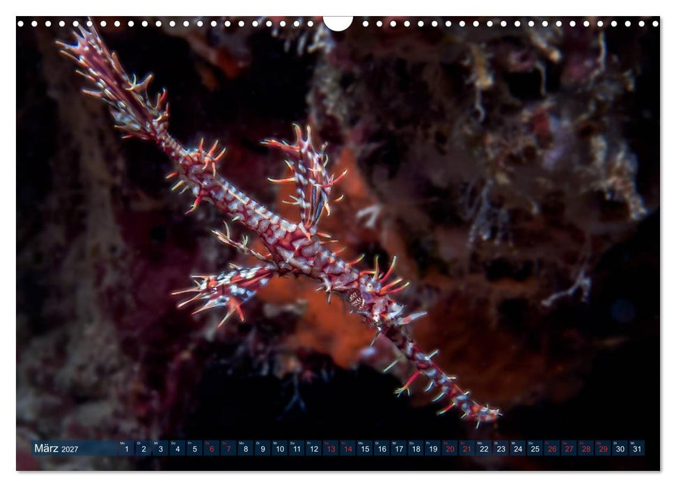 Wunderwelt Unterwasser (CALVENDO Wandkalender 2027)