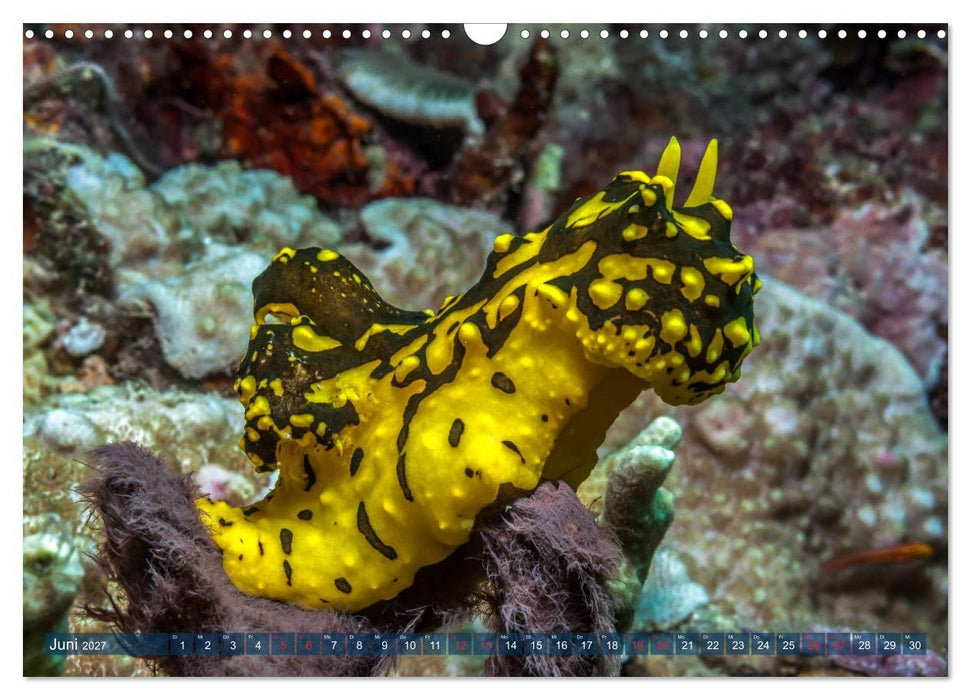 Wunderwelt Unterwasser (CALVENDO Wandkalender 2027)