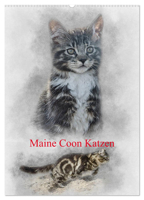 Maine Coon Katzen (CALVENDO Wandkalender 2027)