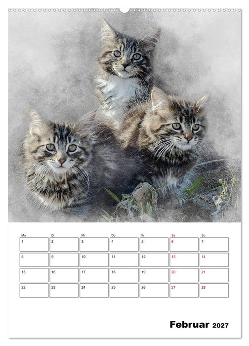 Maine Coon Katzen (CALVENDO Wandkalender 2027)