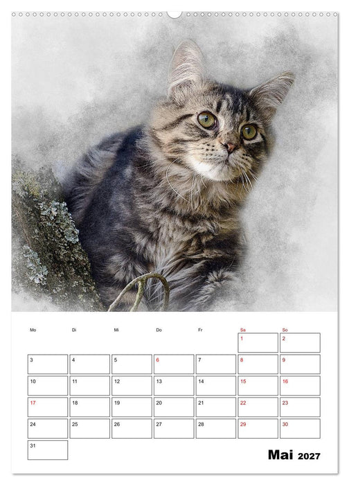 Maine Coon Katzen (CALVENDO Wandkalender 2027)