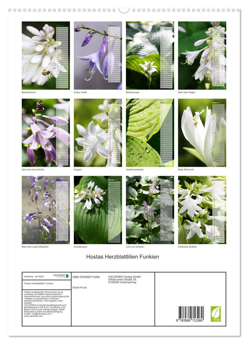 Hostas Herzblattlilien Funkien (CALVENDO Premium Wandkalender 2027)