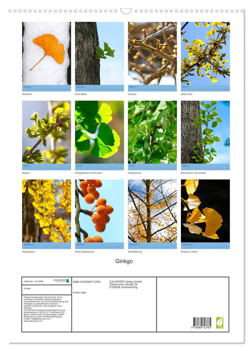 Ginkgo (CALVENDO Wandkalender 2027)