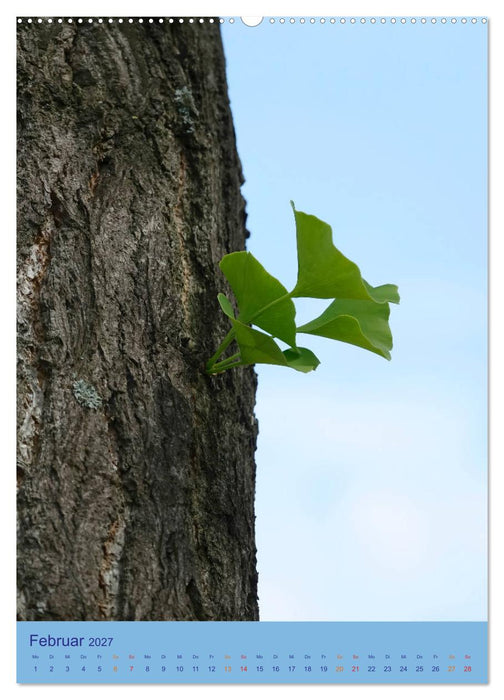Ginkgo (CALVENDO Wandkalender 2027)