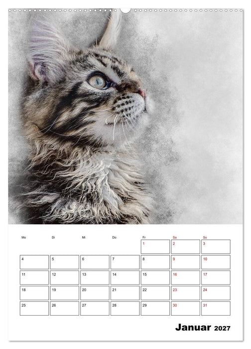 Maine Coon Katzen (CALVENDO Premium Wandkalender 2027)