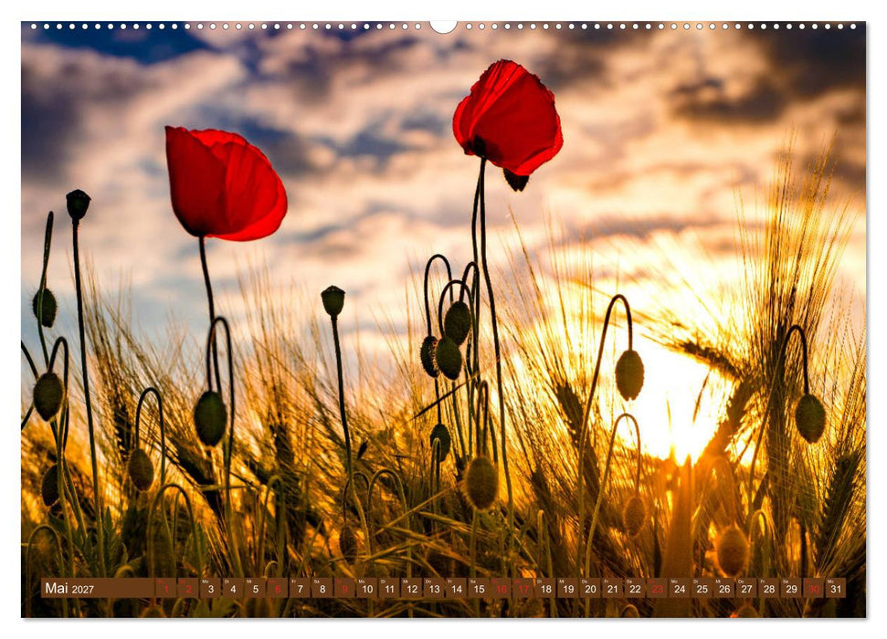 Mohnblumen - Fotografie mit Magie (CALVENDO Wandkalender 2027)