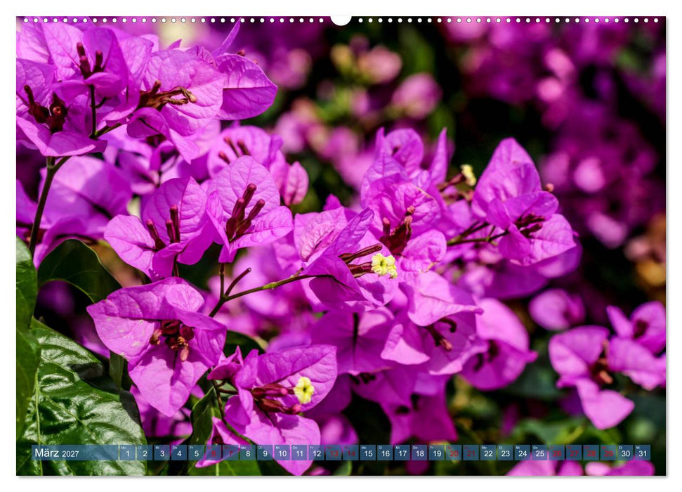 Inselwelt Cres & Losinj (CALVENDO Wandkalender 2027)