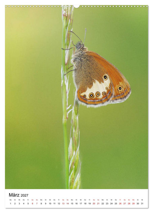 Insekten,Schönheiten der Natur (CALVENDO Premium Wandkalender 2027)