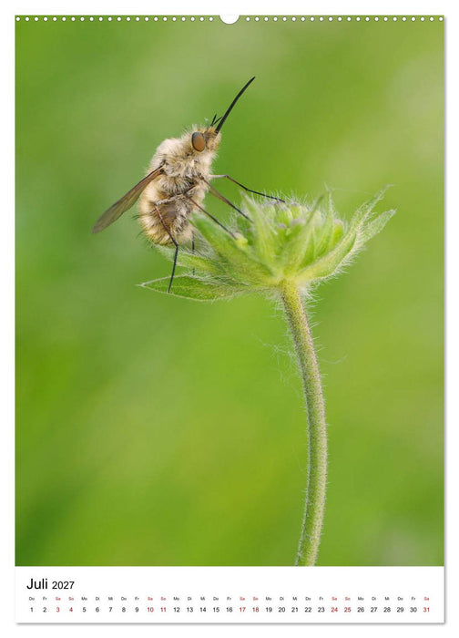 Insekten,Schönheiten der Natur (CALVENDO Premium Wandkalender 2027)